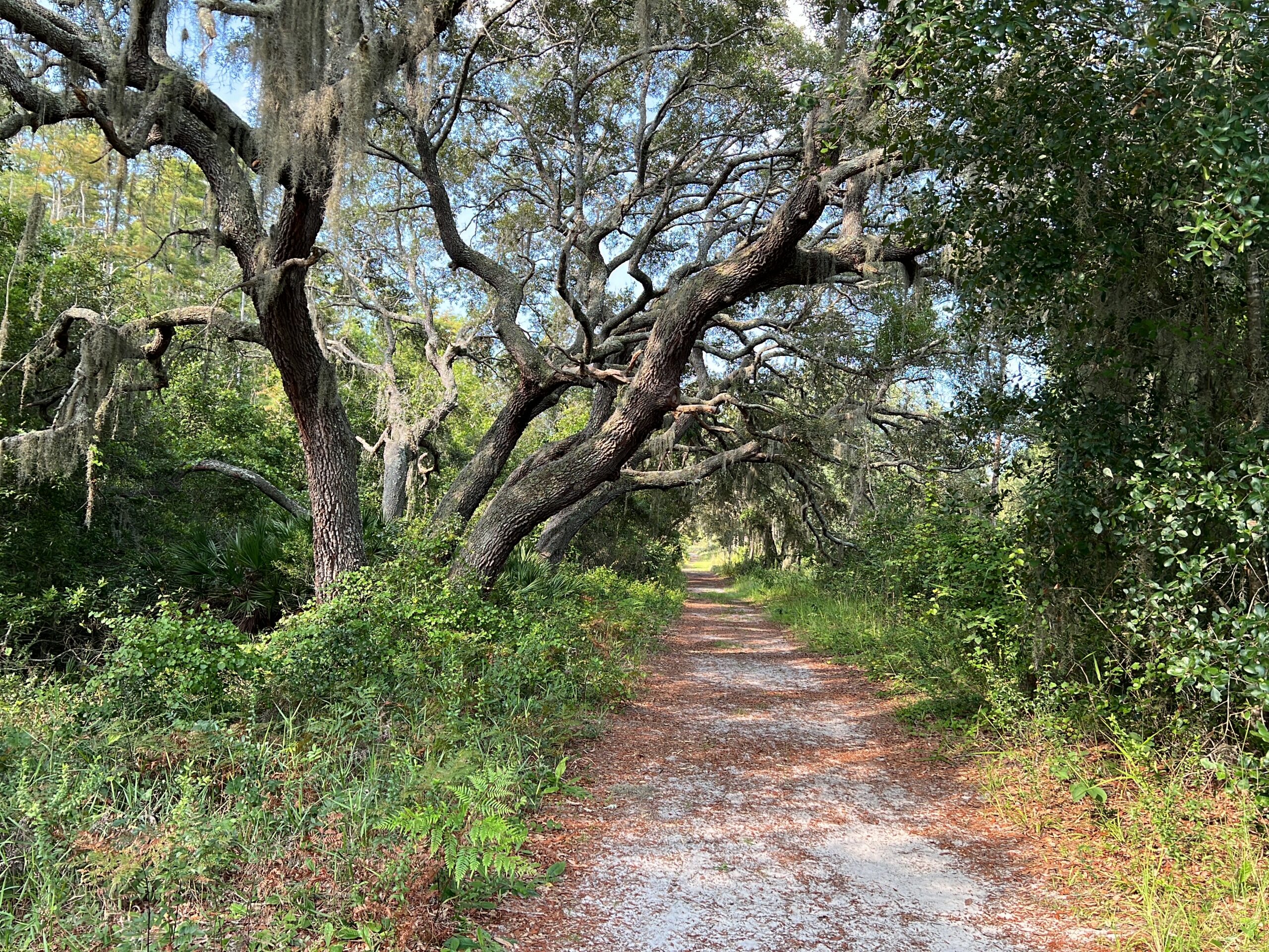 Lake Louisa State Park in Florida