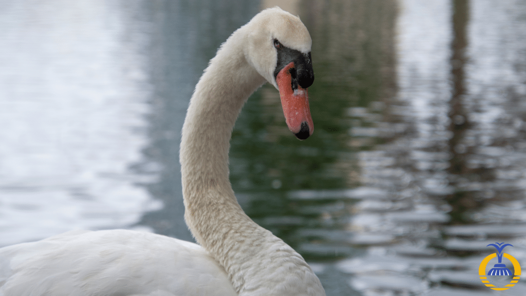 Lake Eola Seans