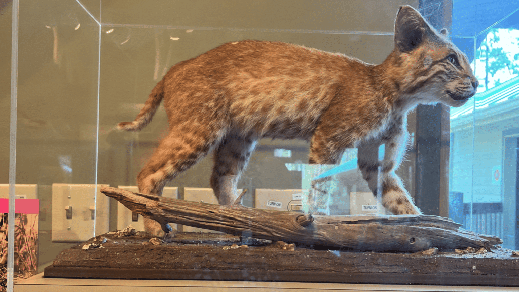 Bobcat at Tibet-Butler Preserve in Orlando Florida