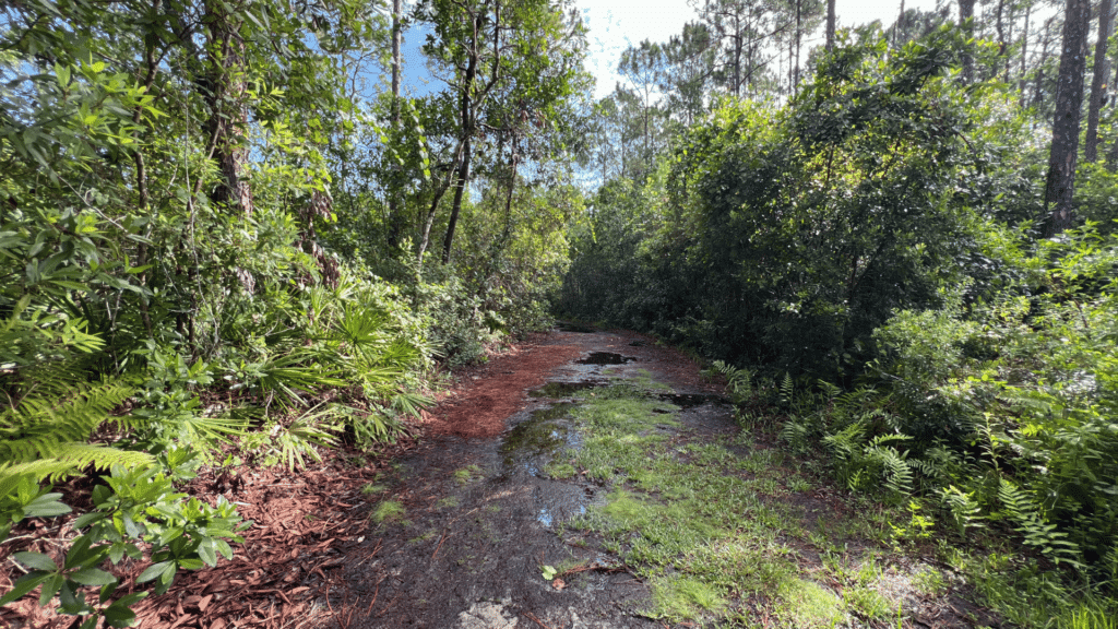 Flooded trail at Tibet-Butler Preserve