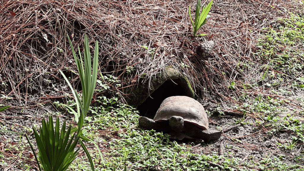 Turtle at Tibet-Butler Preserve in Orlando Florida